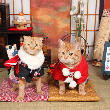 不思議の国のわんわん写真館の画像