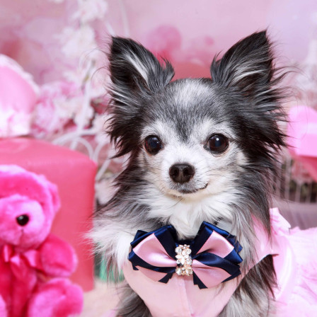 不思議の国のわんわん写真館の画像