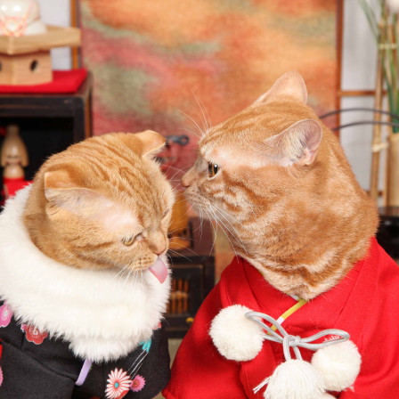 不思議の国のわんわん写真館の画像