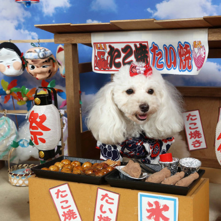 不思議の国のわんわん写真館の画像