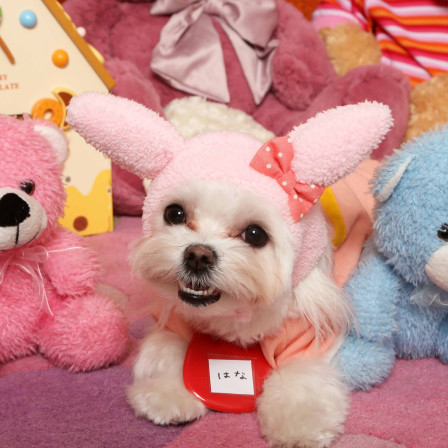 不思議の国のわんわん写真館の画像