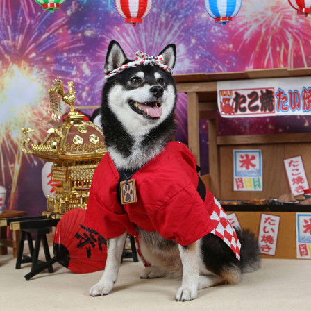 不思議の国のわんわん写真館の画像