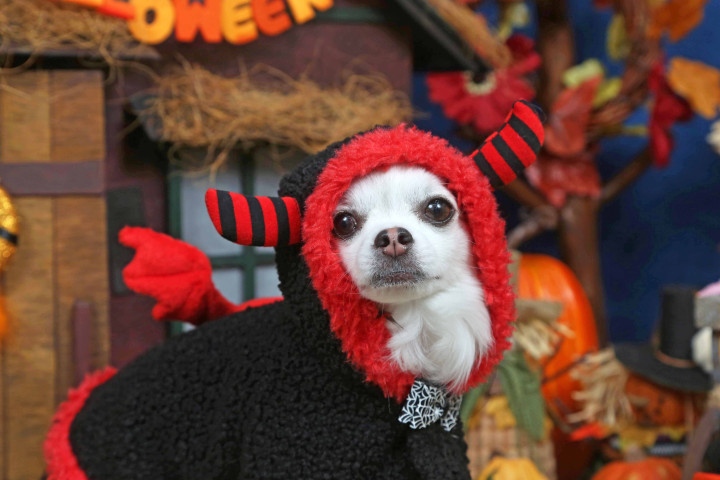 不思議の国のわんわん写真館の画像6