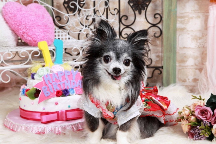 不思議の国のわんわん写真館の画像12