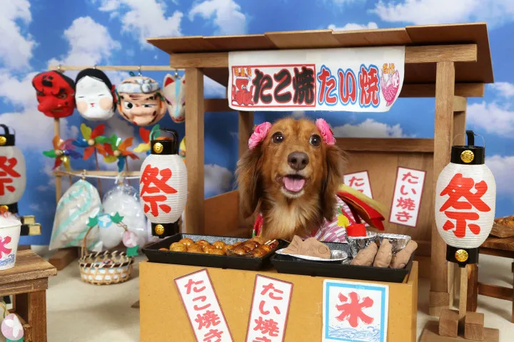 不思議の国のわんわん写真館の写真6