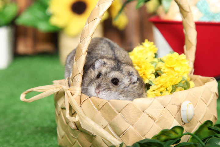 不思議の国のわんわん写真館の画像10