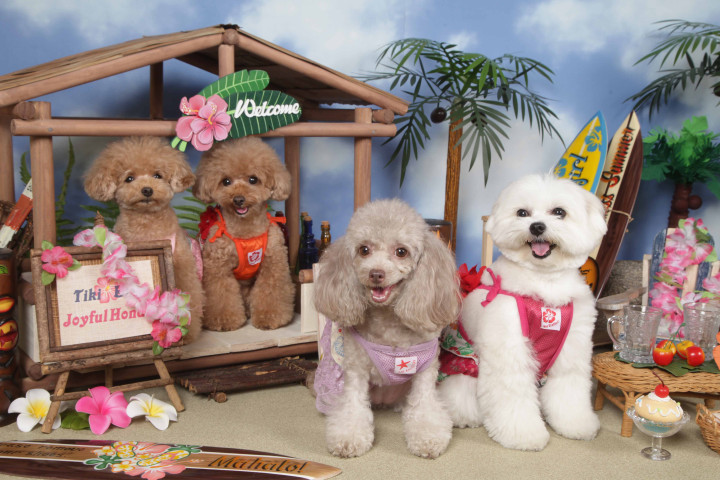 不思議の国のわんわん写真館の画像11