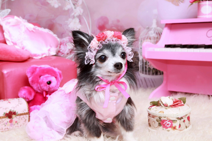 不思議の国のわんわん写真館の画像8