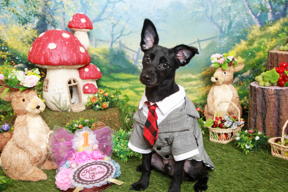 不思議の国のわんわん写真館の画像