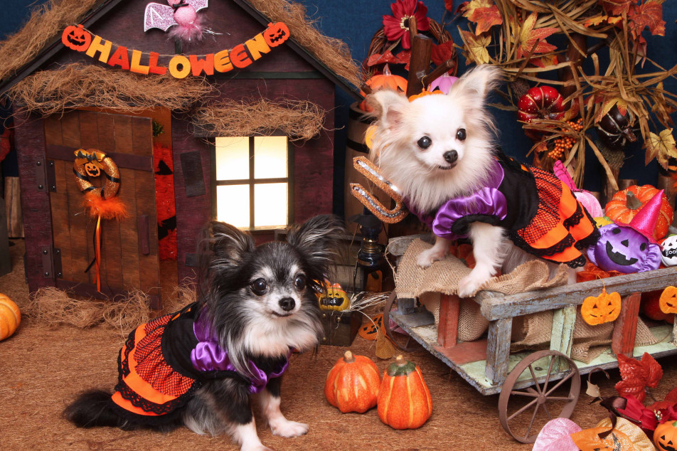 不思議の国のわんわん写真館の画像