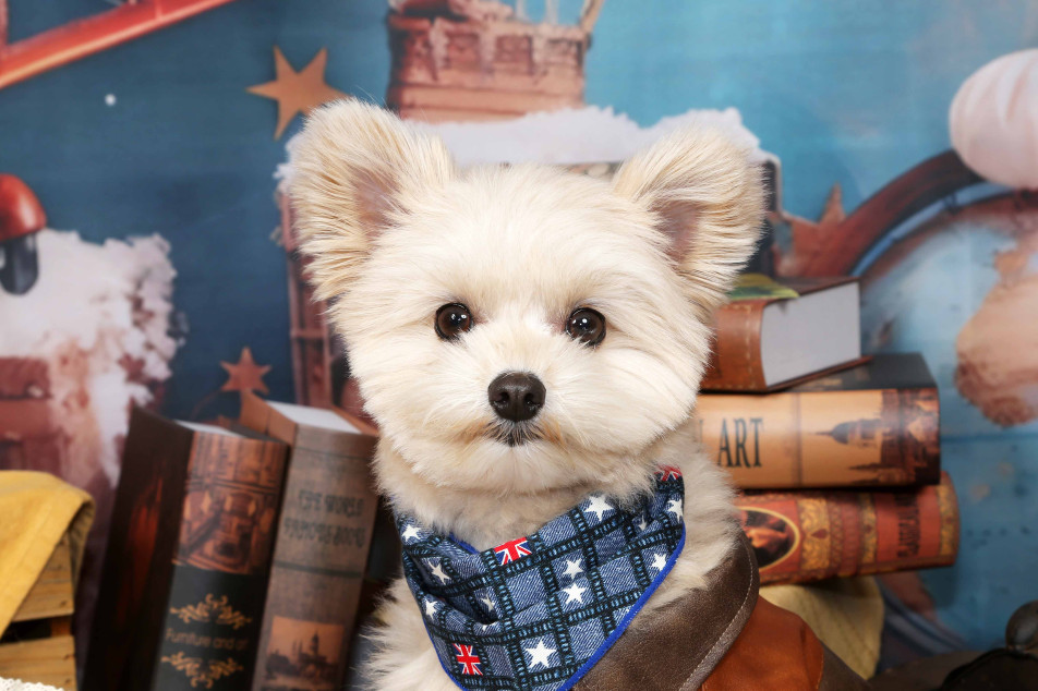 不思議の国のわんわん写真館の画像