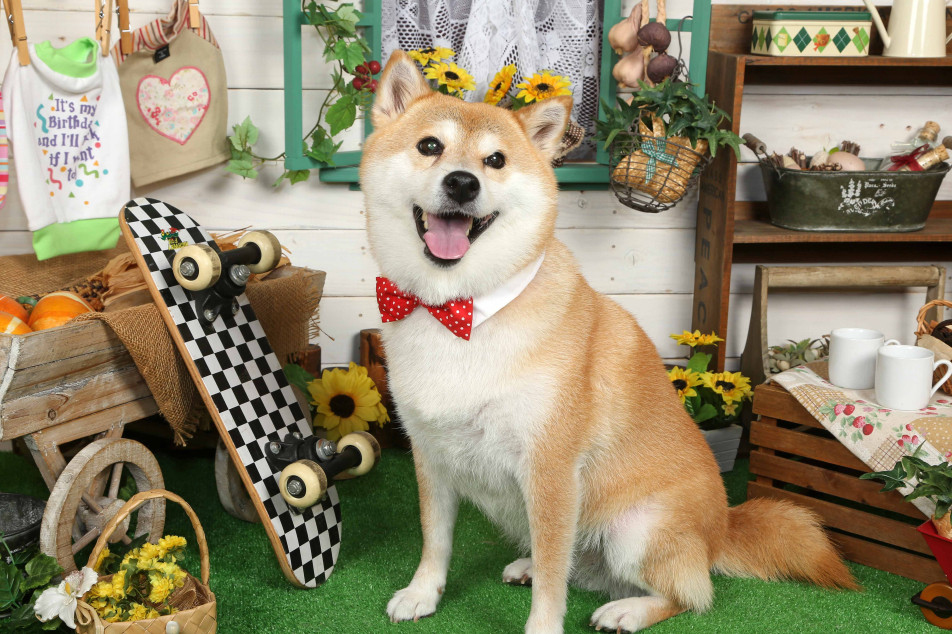 不思議の国のわんわん写真館の画像