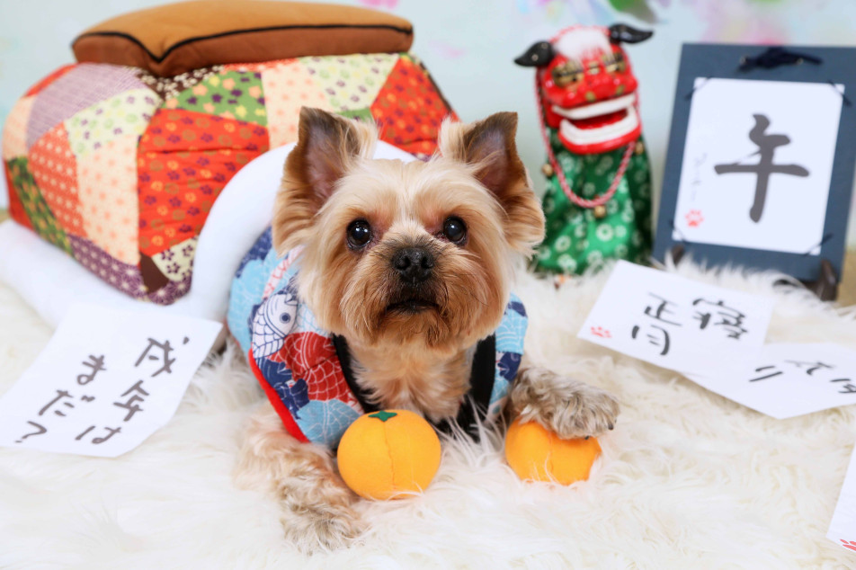 不思議の国のわんわん写真館の画像