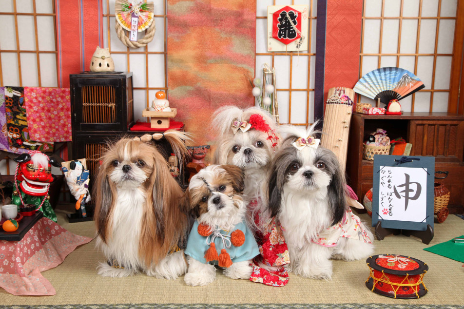 不思議の国のわんわん写真館の画像