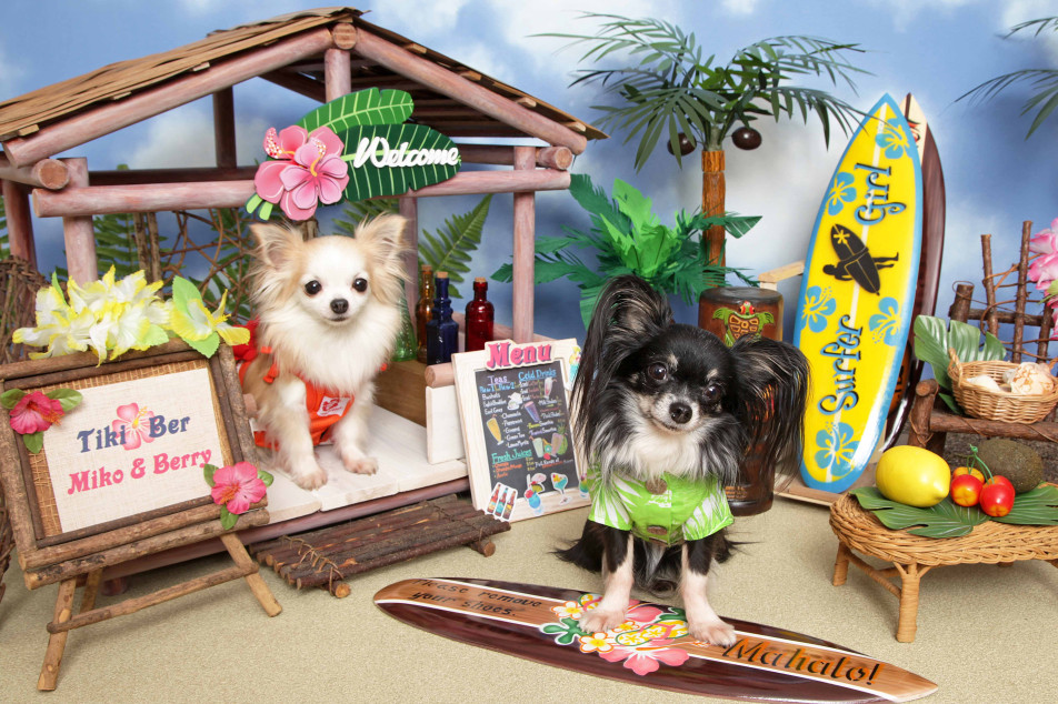 不思議の国のわんわん写真館の画像