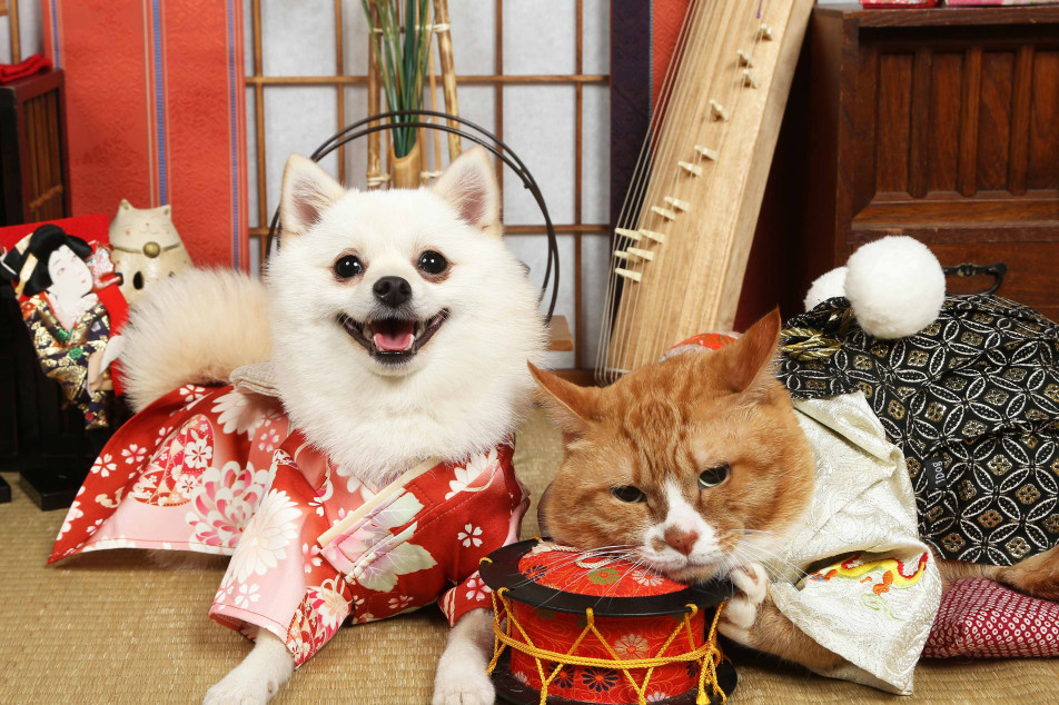 不思議の国のわんわん写真館の画像