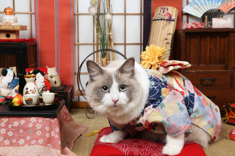 不思議の国のわんわん写真館の画像