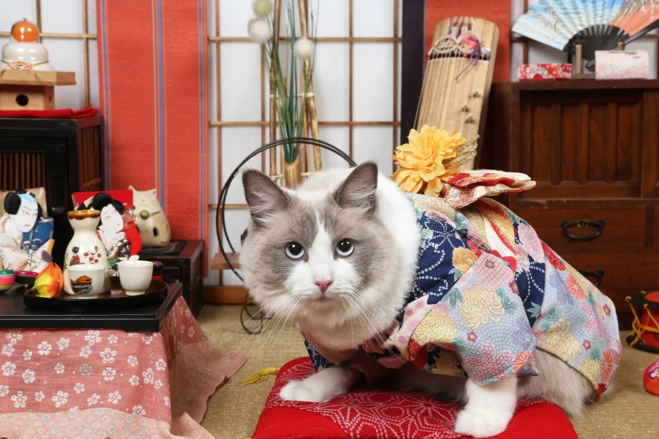 不思議の国のわんわん写真館の画像