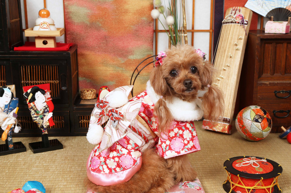 不思議の国のわんわん写真館の画像