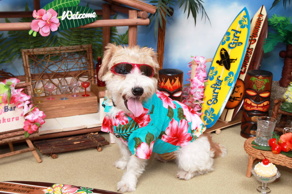 不思議の国のわんわん写真館の画像