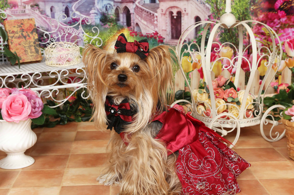 不思議の国のわんわん写真館の画像