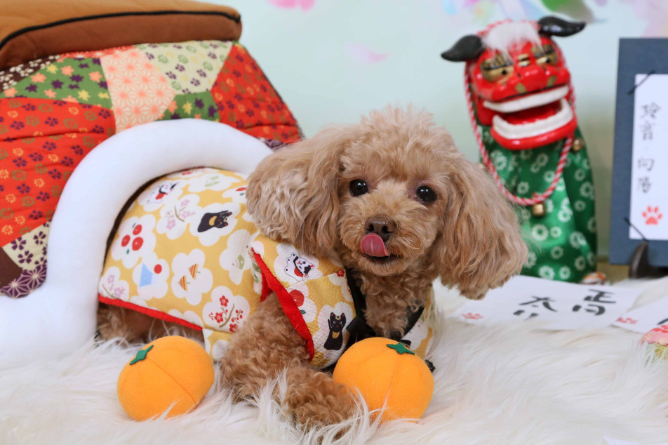 不思議の国のわんわん写真館の画像