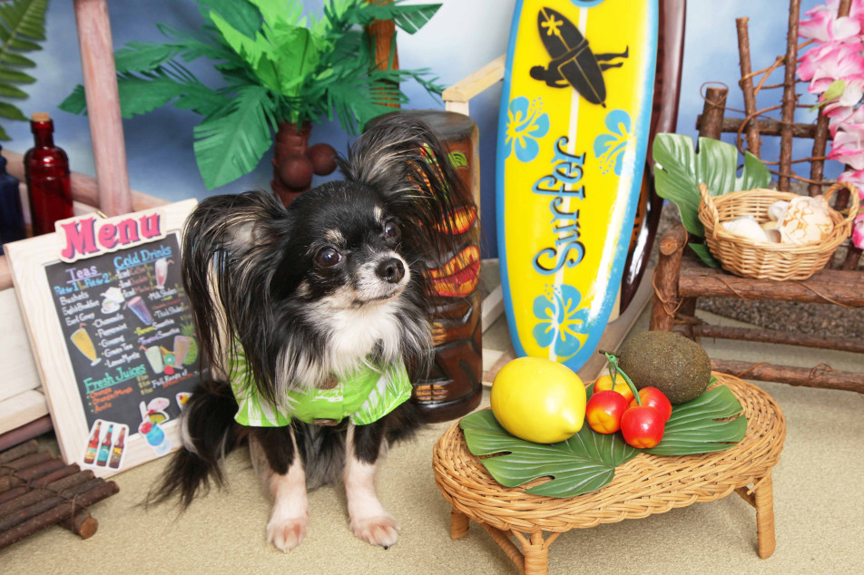 不思議の国のわんわん写真館の画像