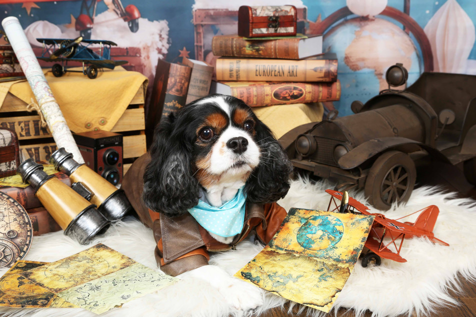 不思議の国のわんわん写真館の画像