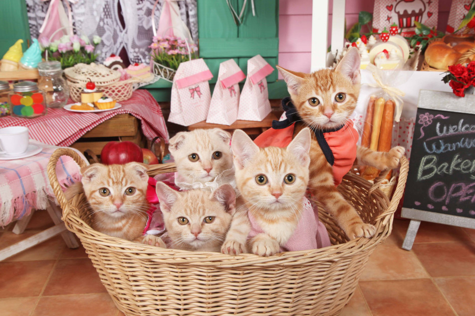 不思議の国のわんわん写真館の画像