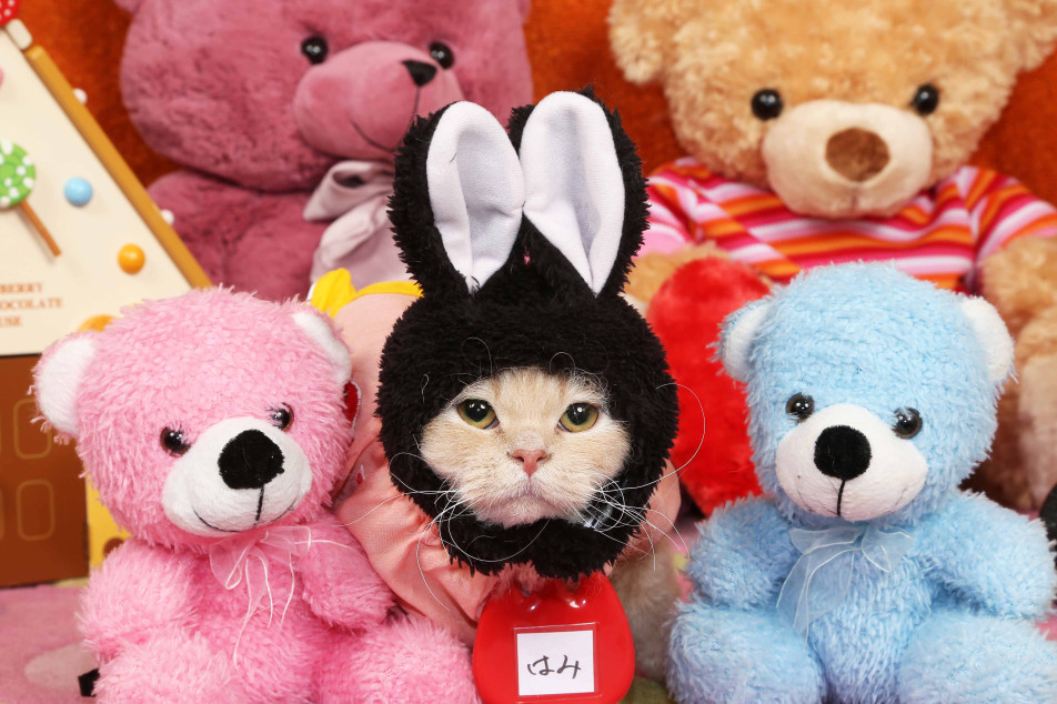 不思議の国のわんわん写真館の画像