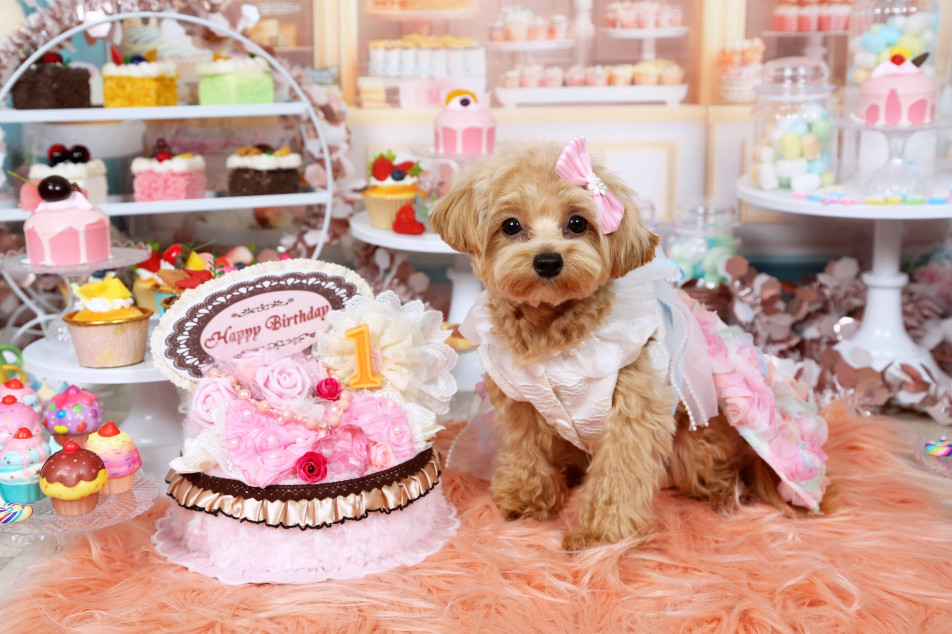 不思議の国のわんわん写真館の画像