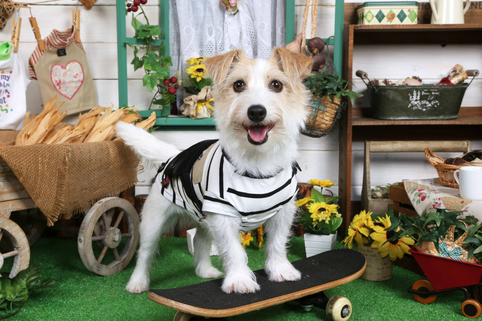 不思議の国のわんわん写真館の画像