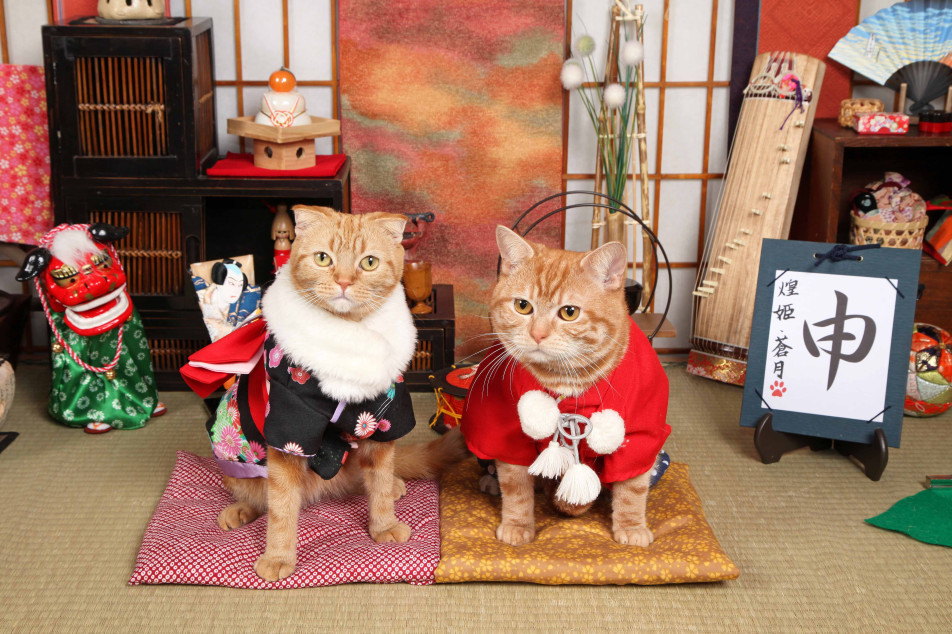 不思議の国のわんわん写真館の画像