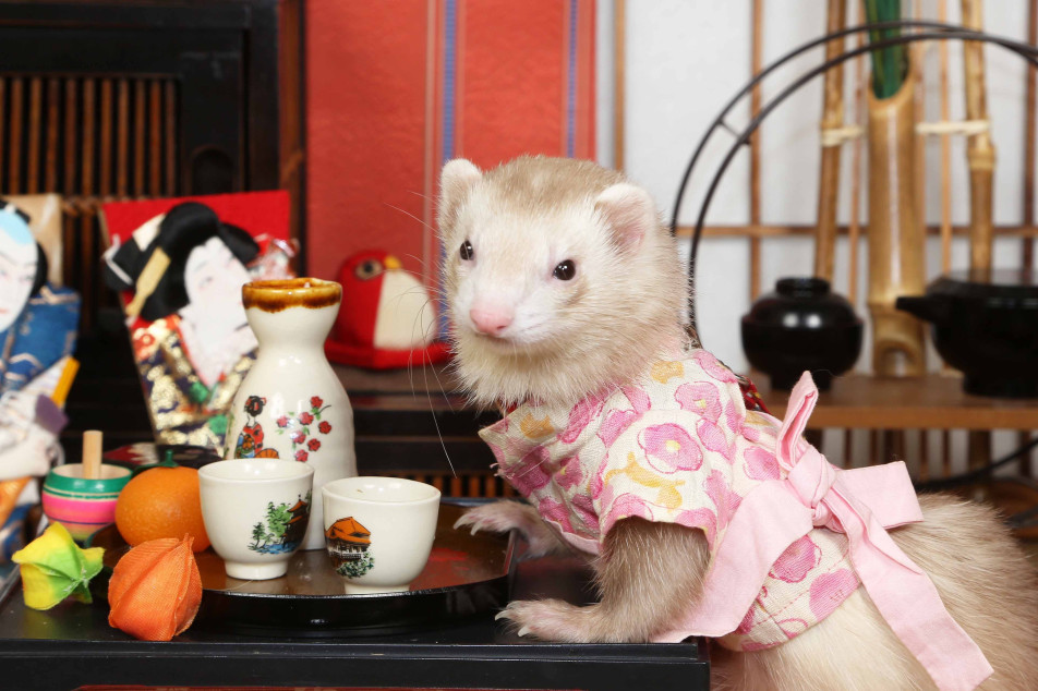 不思議の国のわんわん写真館の画像