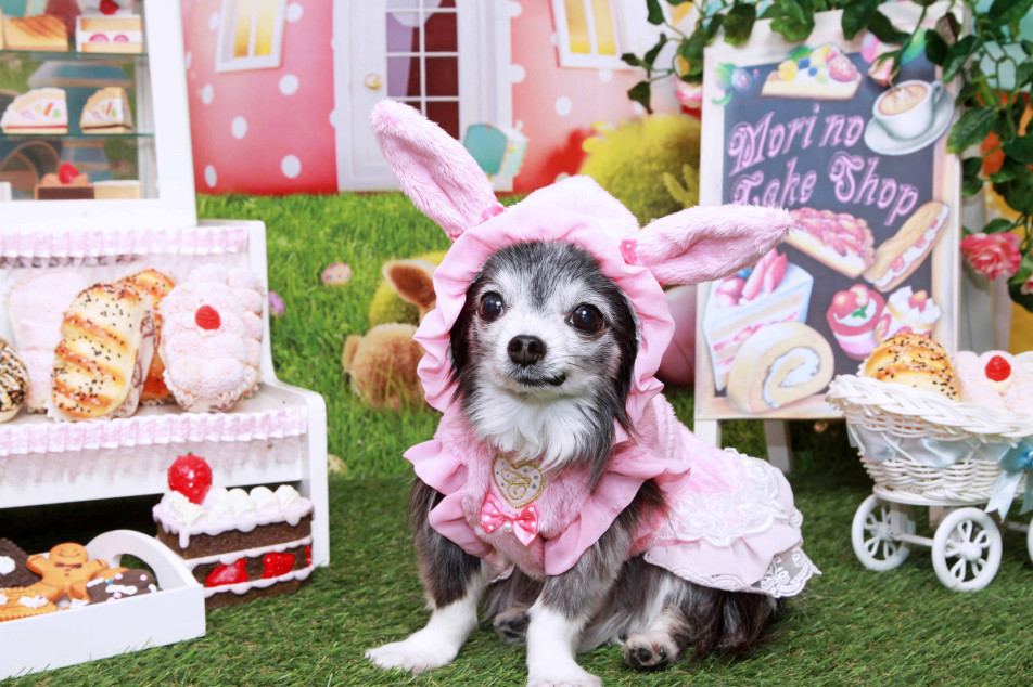 不思議の国のわんわん写真館の画像