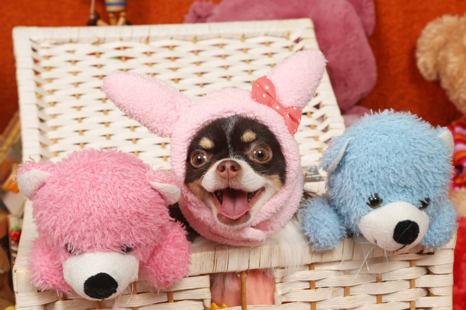 不思議の国のわんわん写真館の画像