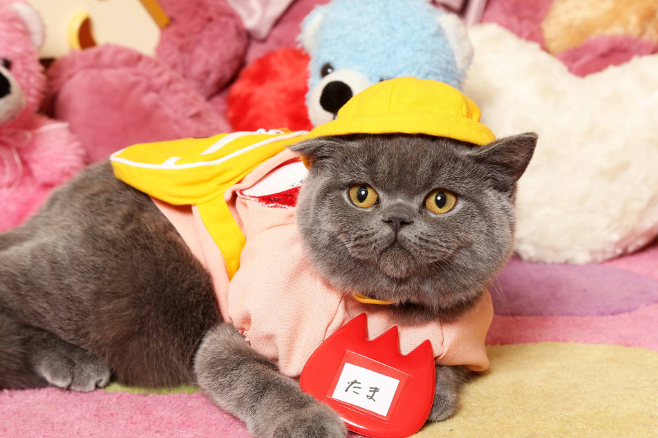 不思議の国のわんわん写真館の画像