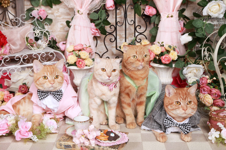 不思議の国のわんわん写真館の画像