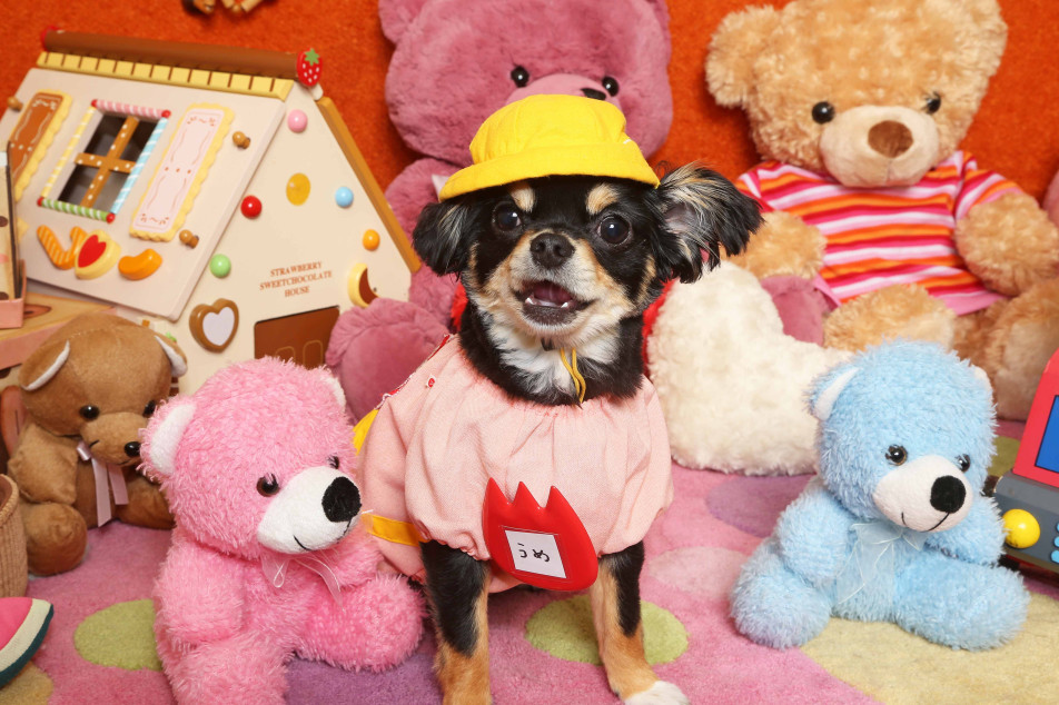 不思議の国のわんわん写真館の画像