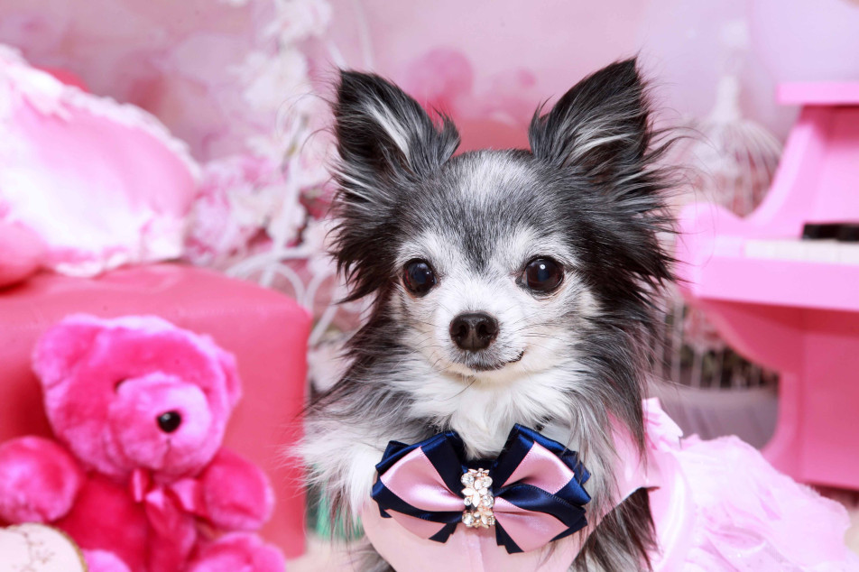 不思議の国のわんわん写真館の画像