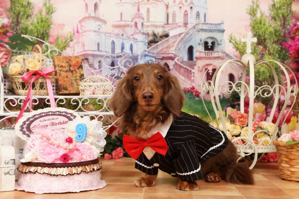 不思議の国のわんわん写真館の画像