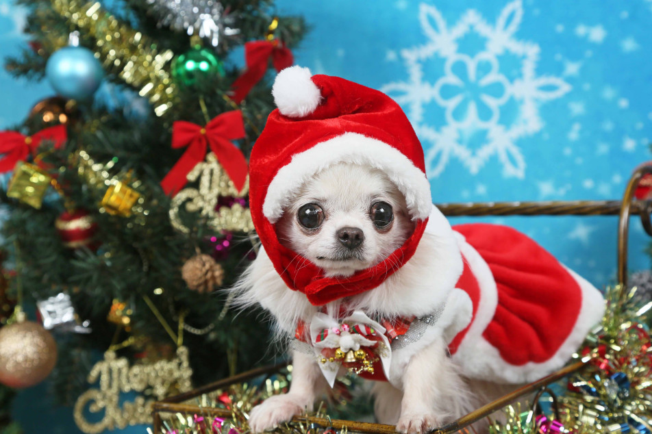 不思議の国のわんわん写真館の画像