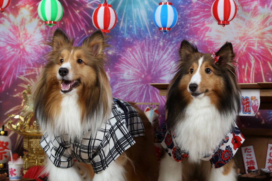 不思議の国のわんわん写真館の画像