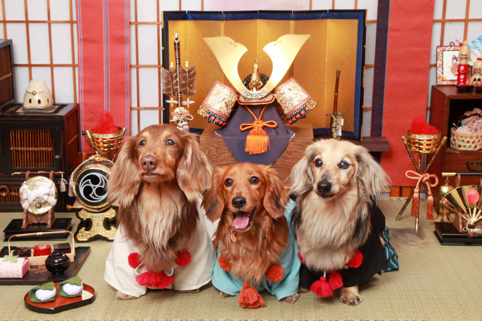 不思議の国のわんわん写真館の画像