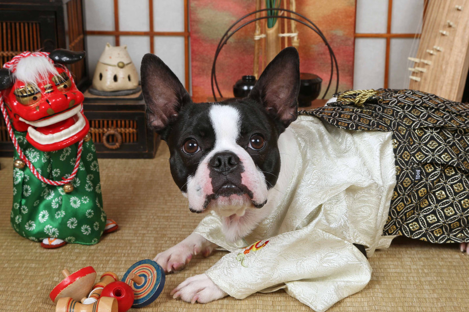 不思議の国のわんわん写真館の画像