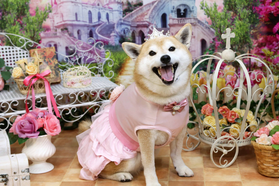 不思議の国のわんわん写真館の画像