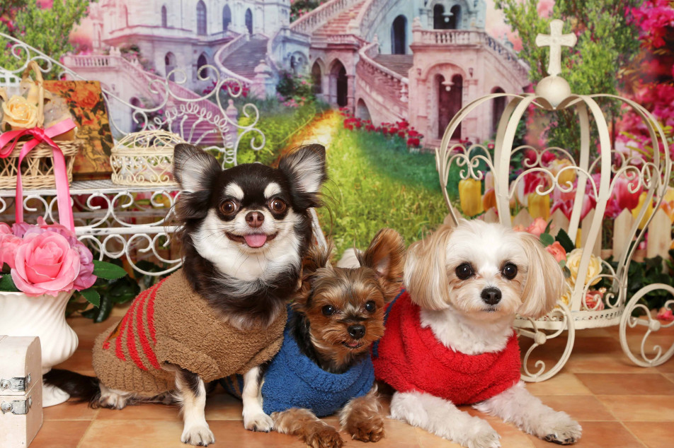 不思議の国のわんわん写真館の画像