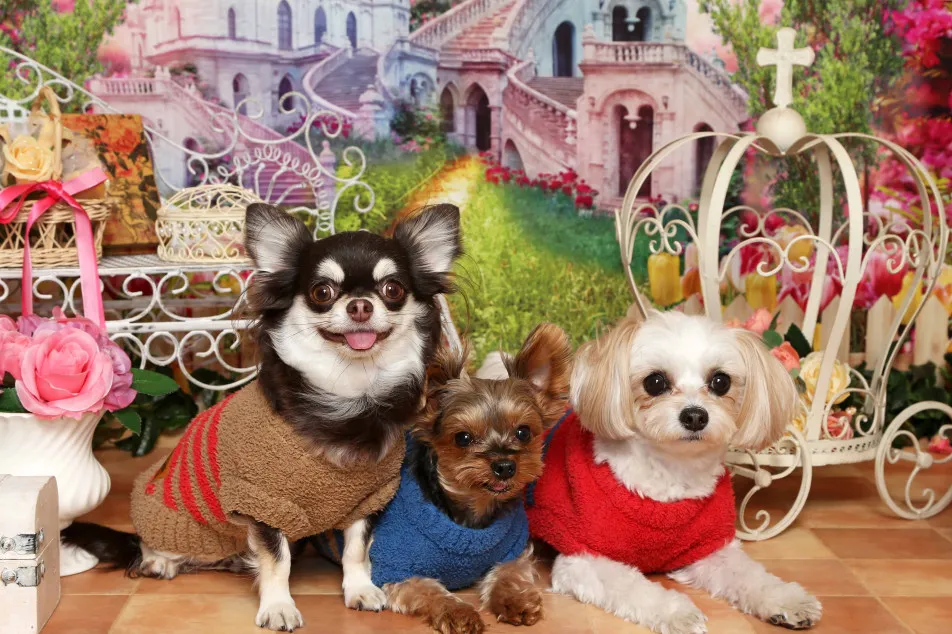 不思議の国のわんわん写真館の画像