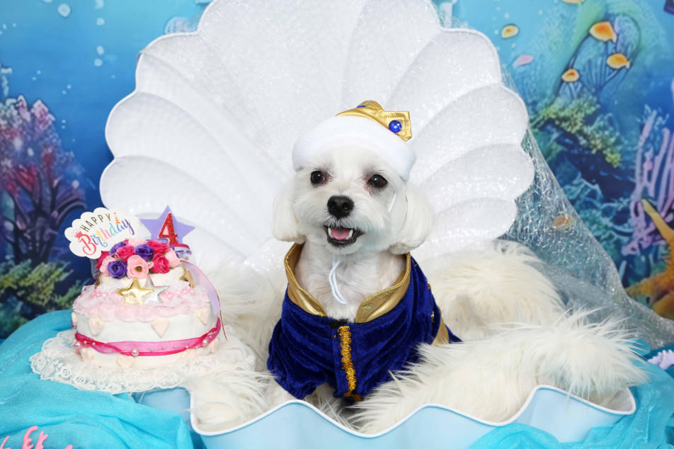 不思議の国のわんわん写真館の画像