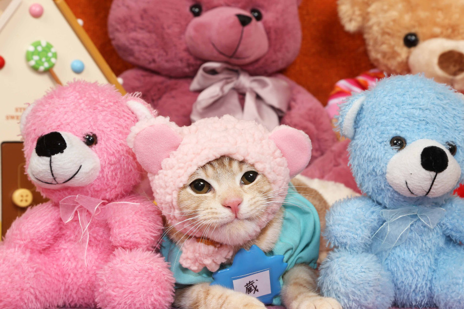 不思議の国のわんわん写真館の画像